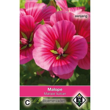 Malope trifida 'Vulcan' Malope trifida 'Vulcan'