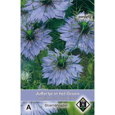 Nigella damascena 'Miss Jekyll Blauw' Nigella damascena 'Miss Jekyll Blauw'