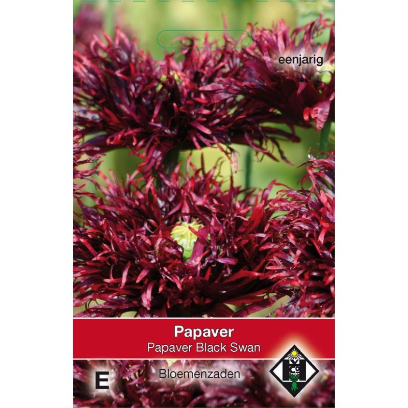 Papaver somniferum 'Black Swan' Papaver somniferum 'Black Swan'