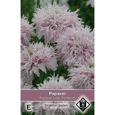 Papaver somniferum 'Lilac Pompom' Papaver somniferum 'Lilac Pompom'