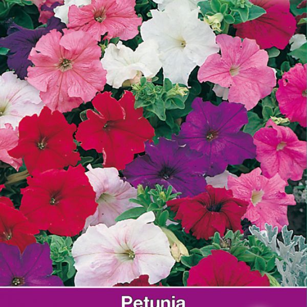 Petunia nana compacta 'Colorama Mix'