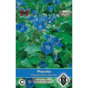 Phacelia campanularia 'Blue Wonder'
