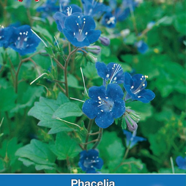 Phacelia campanularia 'Blue Wonder'