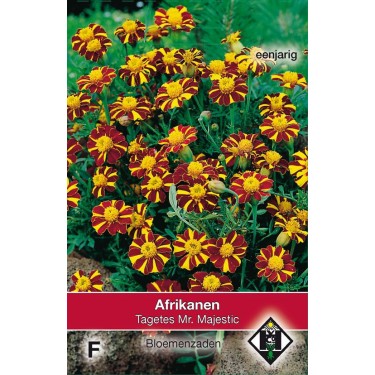 Tagetes patula nana 'Mr. Majestic' Tagetes patula nana 'Mr. Majestic'