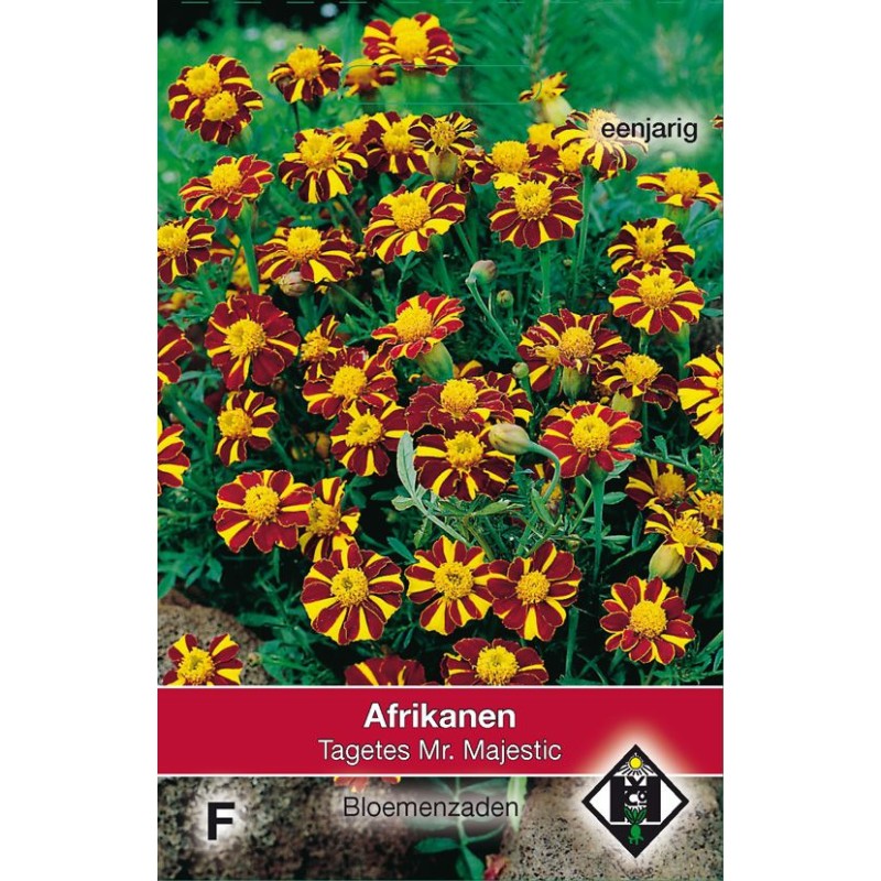Tagetes patula nana 'Mr. Majestic' Tagetes patula nana 'Mr. Majestic'