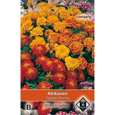 Tagetes patula nana 'Bonita' Tagetes patula nana 'Bonita'