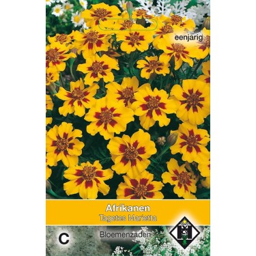 Tagetes patula nana 'Marietta' Tagetes patula nana 'Marietta'