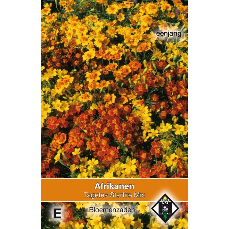 Tagetes tenuifolia 'Starfire Mix'