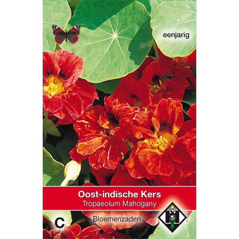 Tropaeolum m. n. 'Mahogany' Tropaeolum m. n. 'Mahogany'