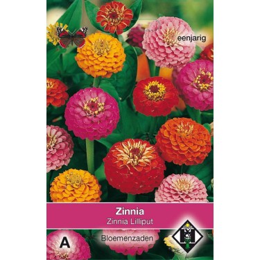 Zinnia elegans 'Lilliput'