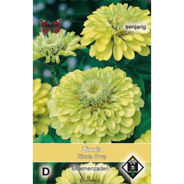 Zinnia elegans 'Envy' Zinnia elegans 'Envy'