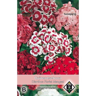 Dianthus barbatus 'Florist Mengsel' Dianthus barbatus 'Florist Mengsel'