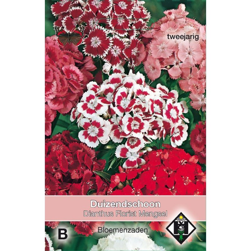 Dianthus barbatus 'Florist Mengsel' Dianthus barbatus 'Florist Mengsel'