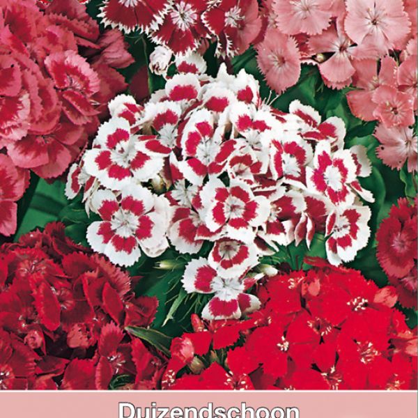 Dianthus barbatus 'Florist Mengsel'