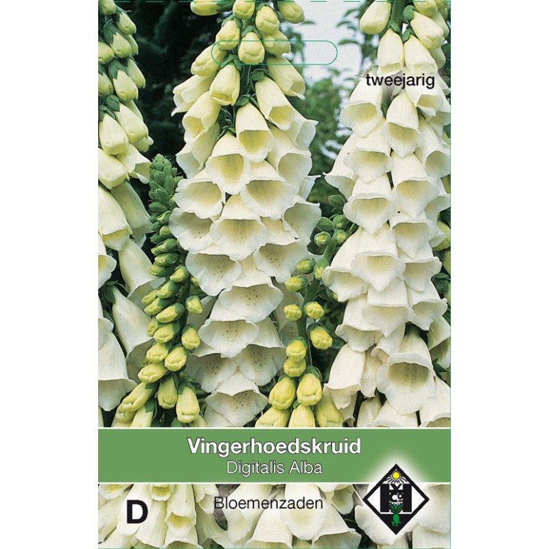 Digitalis purpurea 'Alba' Digitalis purpurea 'Alba'