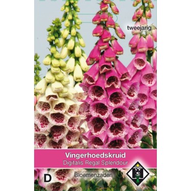 Digitalis purpurea 'Regal Splendour'