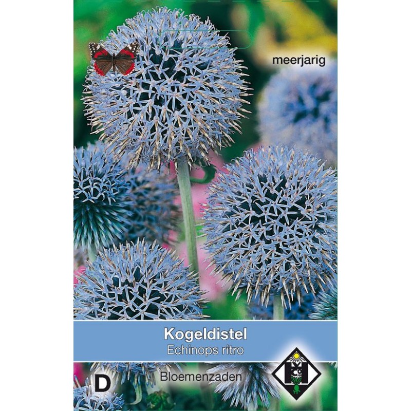 Echinops ritro Echinops ritro