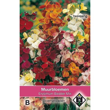 Erysimum cheiri 'Bedder Mix' Erysimum cheiri 'Bedder Mix'