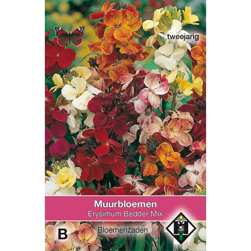 Erysimum cheiri 'Bedder Mix' Erysimum cheiri 'Bedder Mix'