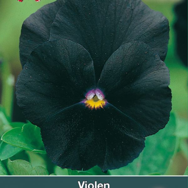 Viola x wittrockiana 'Black Cristal'