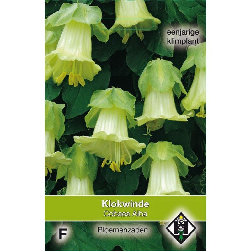 Cobaea scandens 'Alba' Cobaea scandens 'Alba'