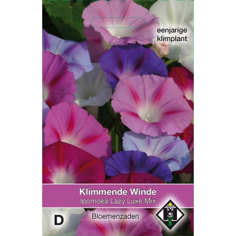 Ipomoea purpurea 'Lazy Luxe Mix' Ipomoea purpurea 'Lazy Luxe Mix'