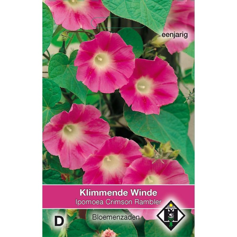 Ipomoea purpurea 'Crimson Rambler' Ipomoea purpurea 'Crimson Rambler'