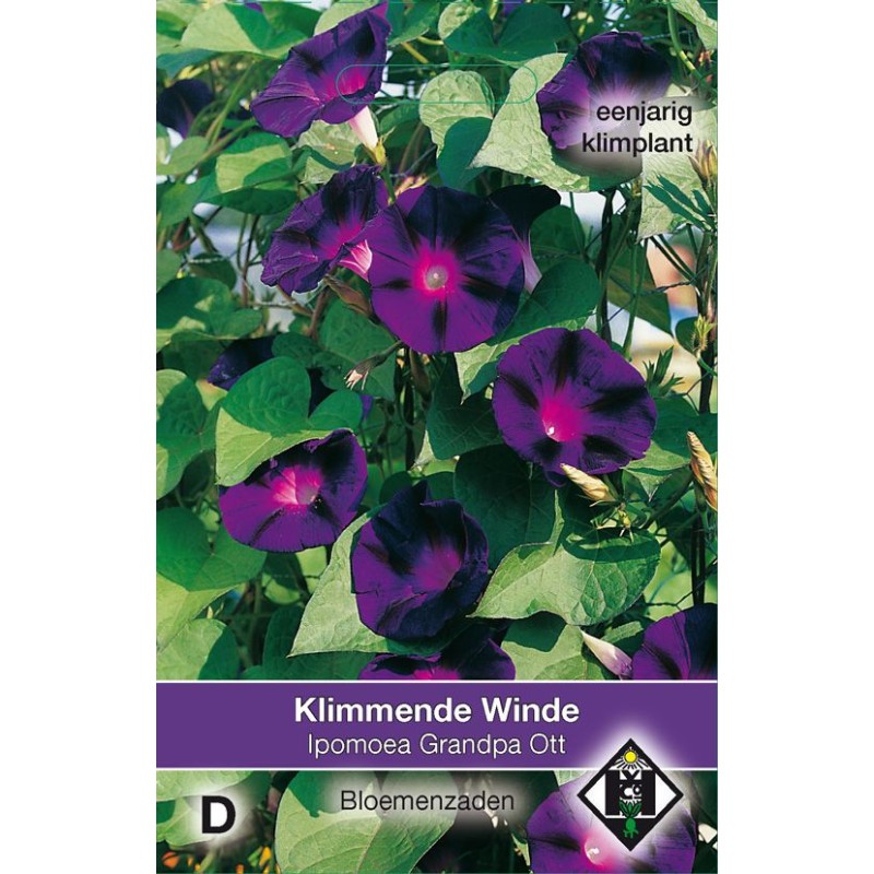 Ipomoea purpurea 'Grandpa Ott' Ipomoea purpurea 'Grandpa Ott'