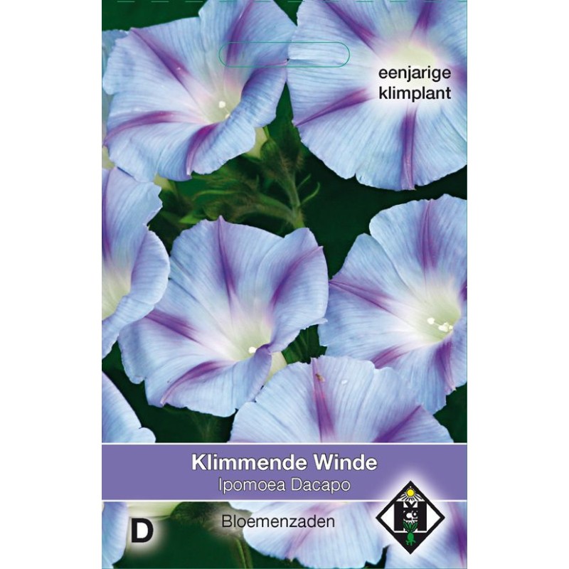 Ipomoea purpurea 'Dacapo' Ipomoea purpurea 'Dacapo'