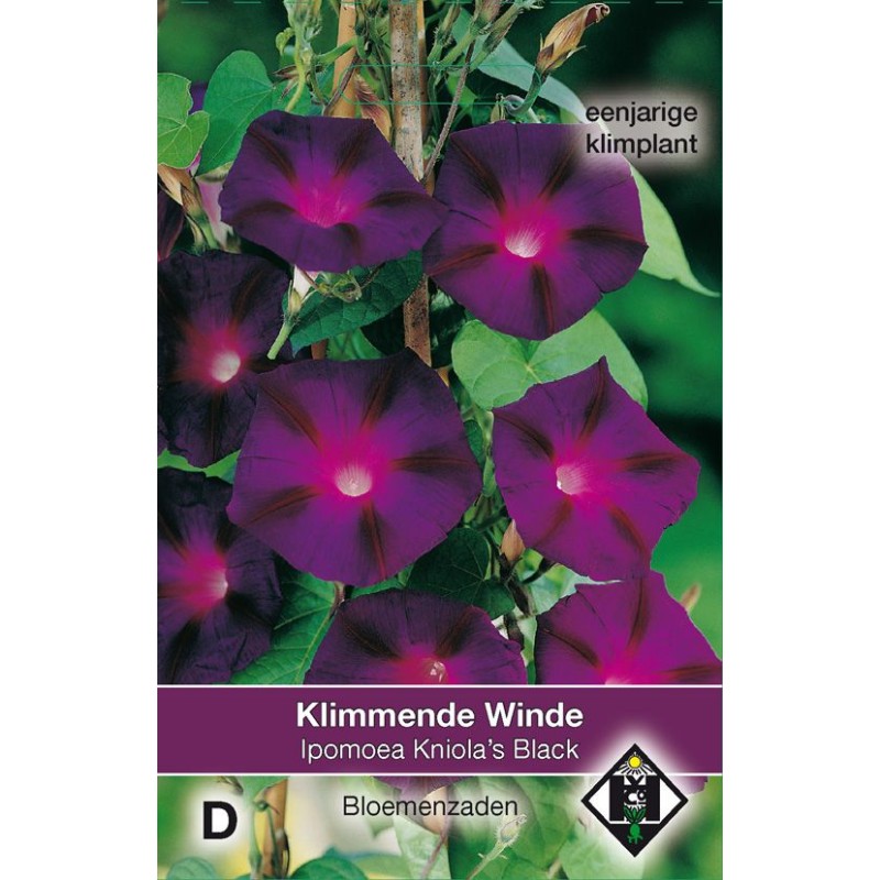Ipomoea purpurea 'Kniola's Black' Ipomoea purpurea 'Kniola's Black'