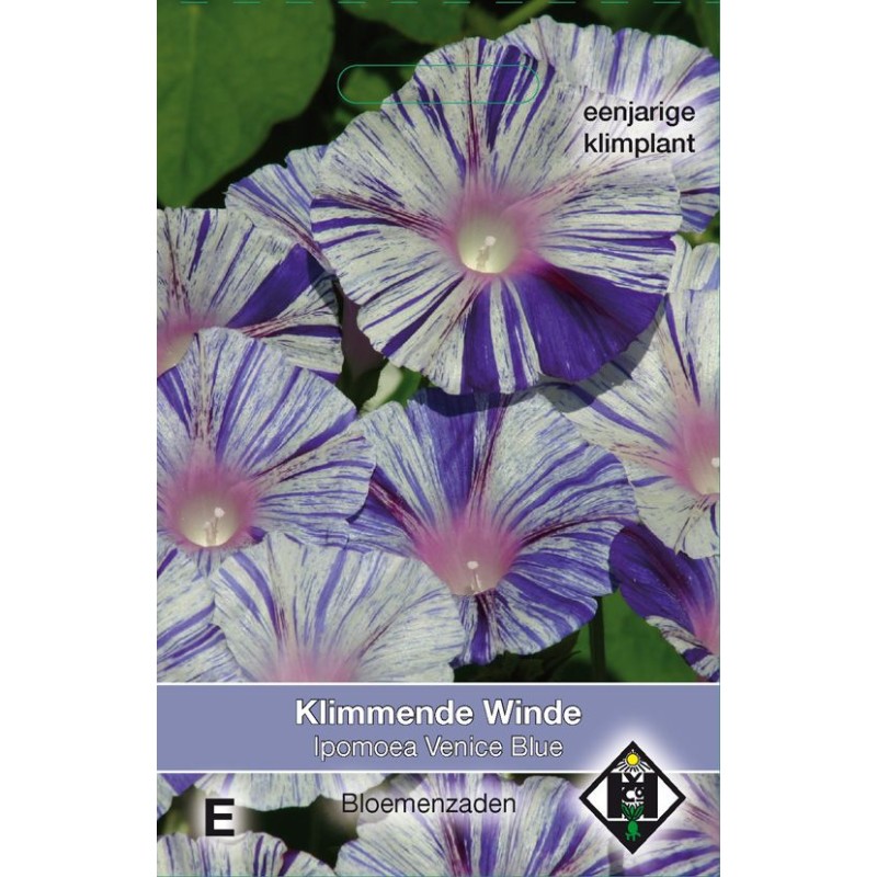 Ipomoea purpurea 'Venice Blue' Ipomoea purpurea 'Venice Blue'