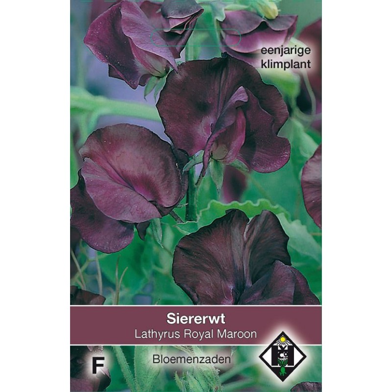 Lathyrus odoratus 'Royal Maroon' Lathyrus odoratus 'Royal Maroon'