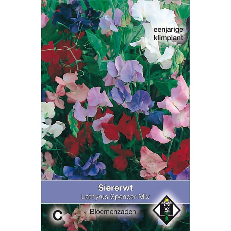 Lathyrus odoratus 'Spencer Mix'