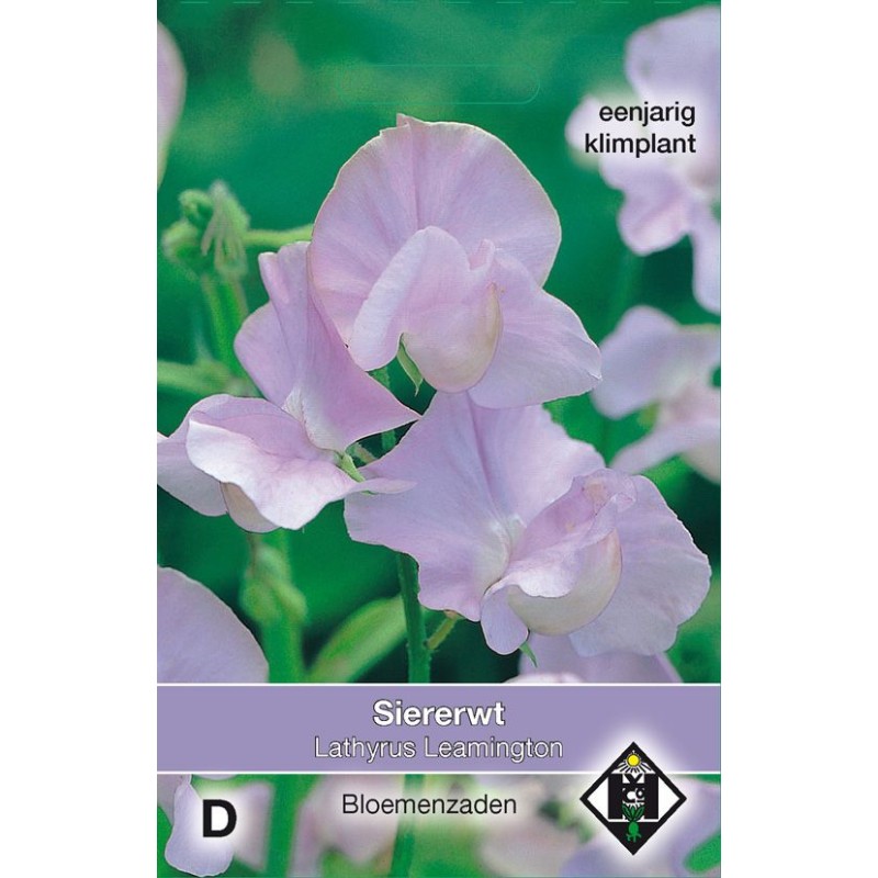 Lathyrus odoratus 'Leamington' Lathyrus odoratus 'Leamington'