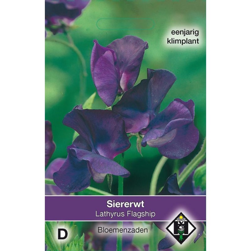 Lathyrus odoratus 'Flagship' Lathyrus odoratus 'Flagship'