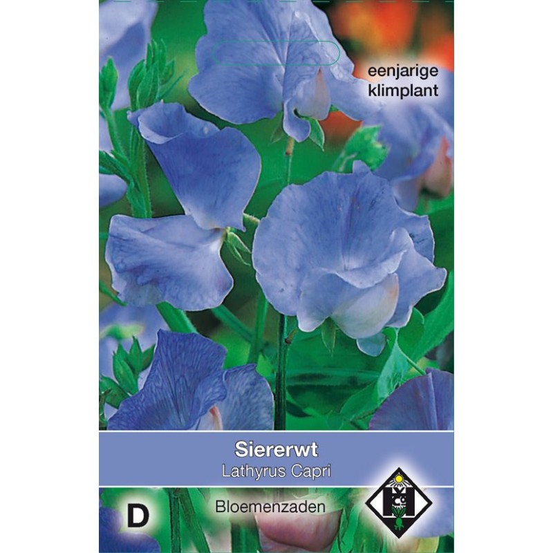Lathyrus odoratus 'Capri' Lathyrus odoratus 'Capri'