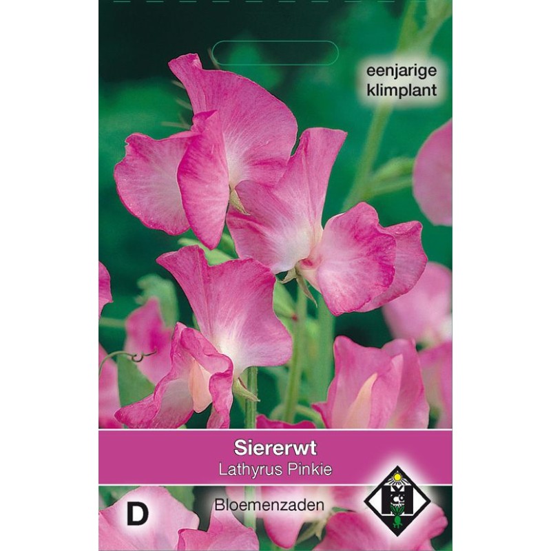 Lathyrus odoratus 'Pinkie' Lathyrus odoratus 'Pinkie'