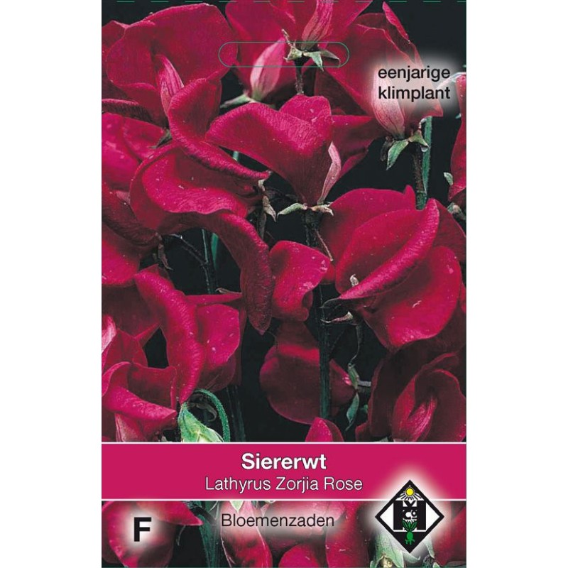 Lathyrus o. 'Zorjia Rose' Lathyrus o. 'Zorjia Rose'