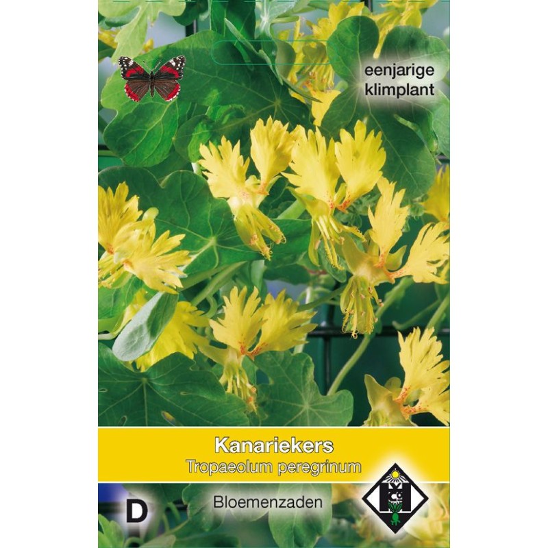 Tropaeolum peregrinum Tropaeolum peregrinum