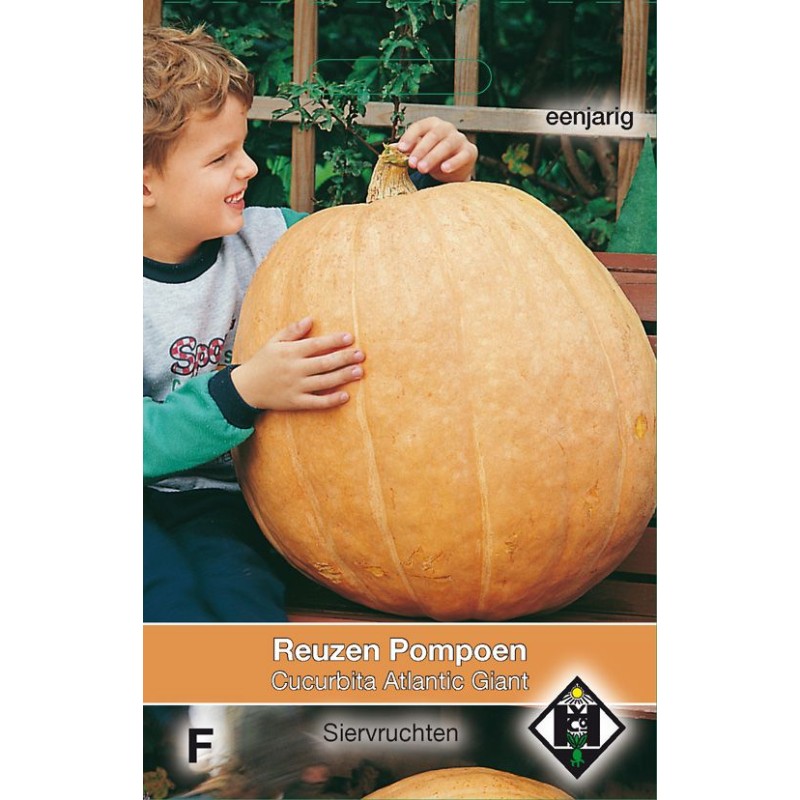 Cucurbita maxima 'Atlantic Giant' Cucurbita maxima 'Atlantic Giant'