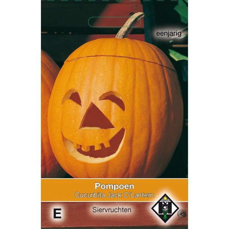 Cucurbita pepo Jack O'Lantern Cucurbita pepo Jack O'Lantern