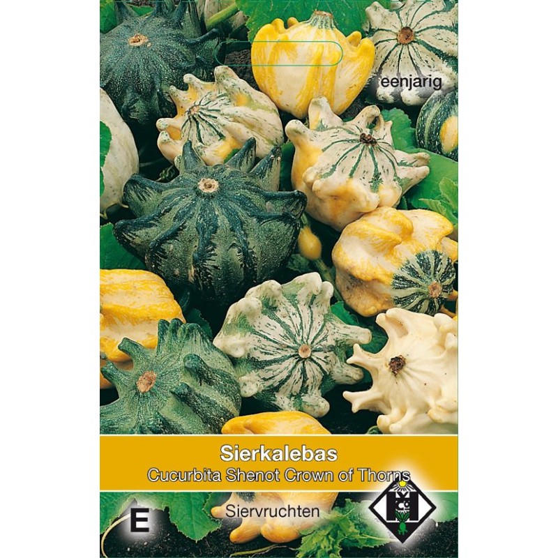 Cucurbita pepo 'Shenot Crown of Thorns' Cucurbita pepo 'Shenot Crown of Thorns'