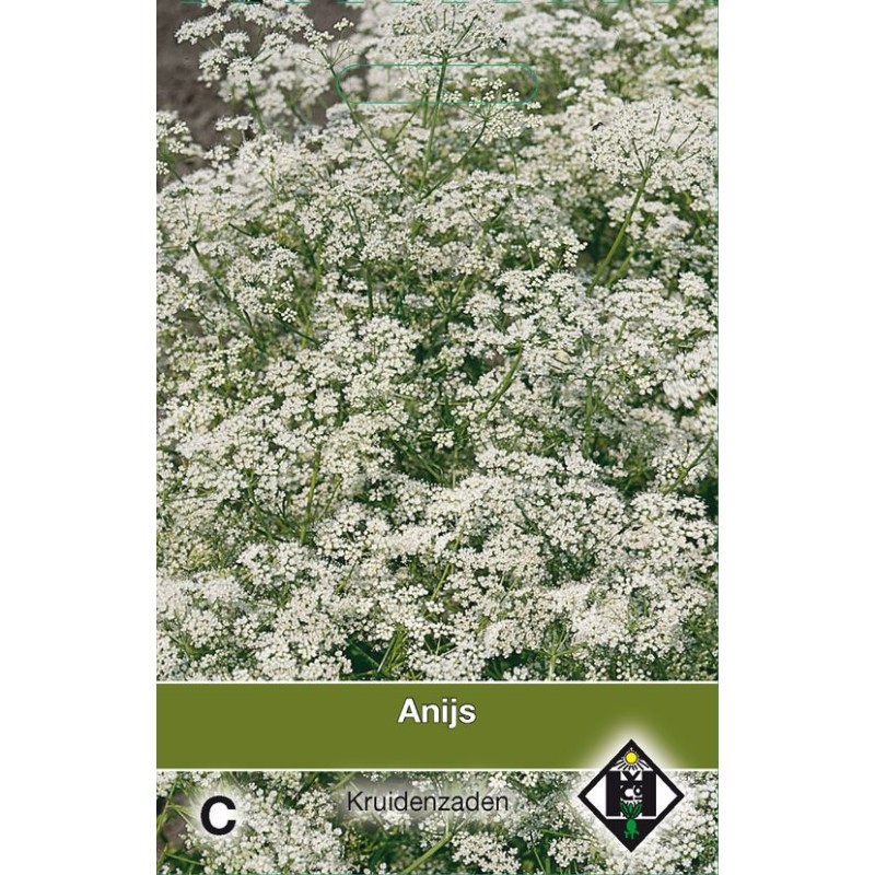 Anijs / Pimpinella anisem Anijs / Pimpinella anisem