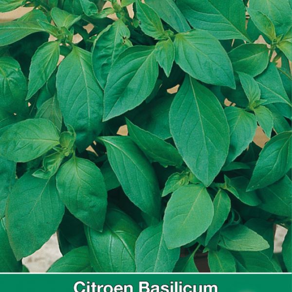 Citroen Basilicum / Ocimum basilicum 'Mrs. Burns'