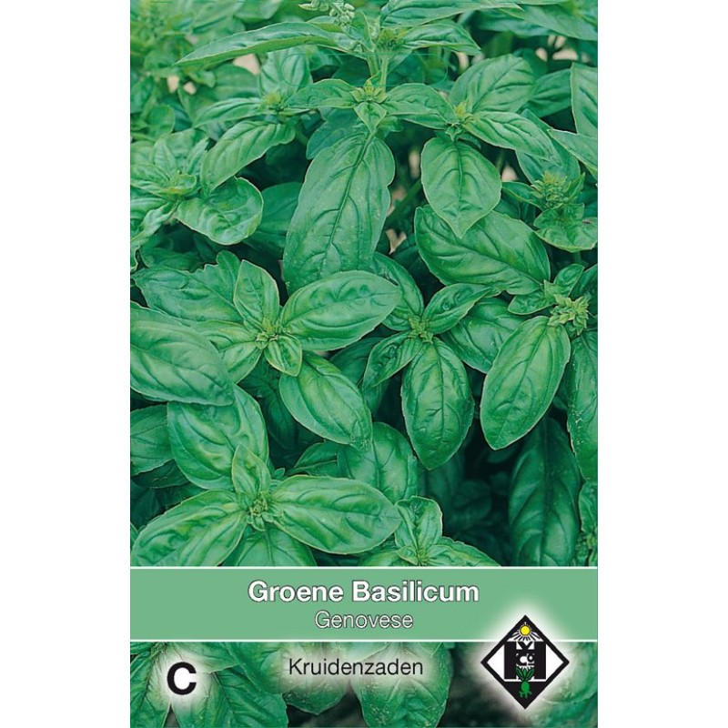 Groene basilicum / Ocimum basilicum 'Genovese' Groene basilicum / Ocimum basilicum 'Genovese'