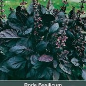 Rode Basilicum / Ocimum basilicum 'Dark Opal'
