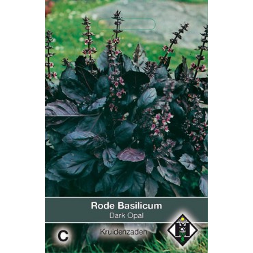 Rode Basilicum / Ocimum basilicum 'Dark Opal'