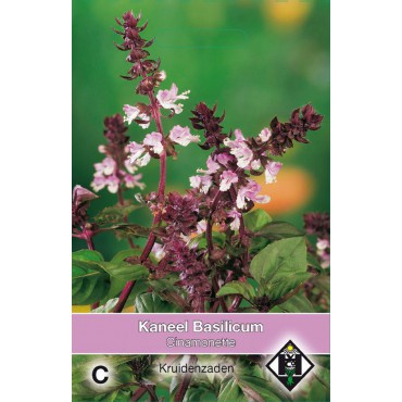 Kaneel Basilicum / Ocimum basilicum ´Cinamonette´ 