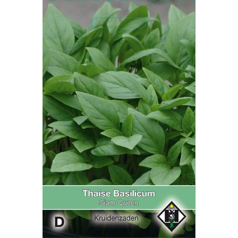 Thaise Basilicum / Ocimum basilicum 'Siam Queen' Thaise Basilicum / Ocimum basilicum 'Siam Queen'
