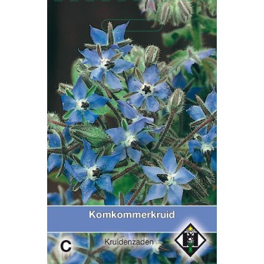 Bernagie / Borago officinalis